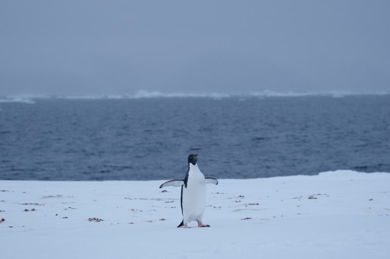 Penguin on ice floe 