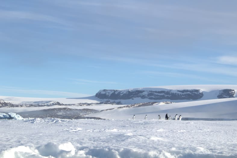 Adelie Penguins on land 