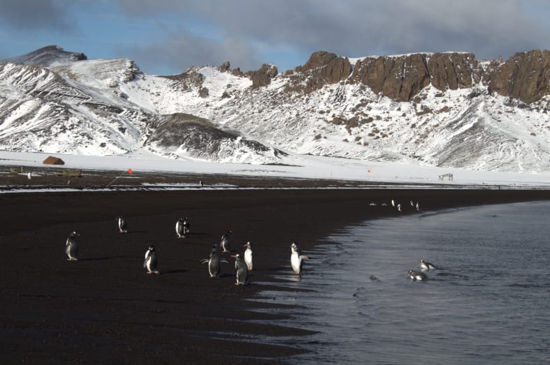 Penguins at DEception Island 