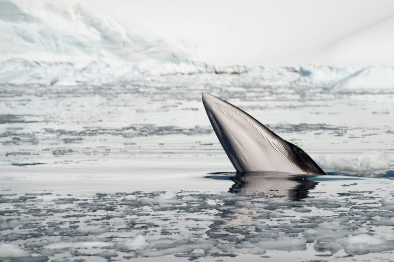 Minke whale 