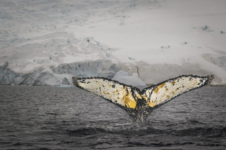 Humpback whale tail 