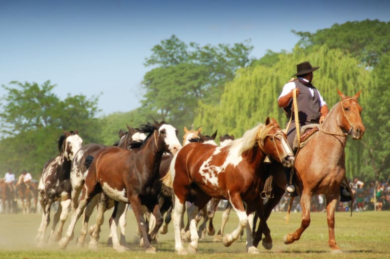 Gaucho Herding Horses  