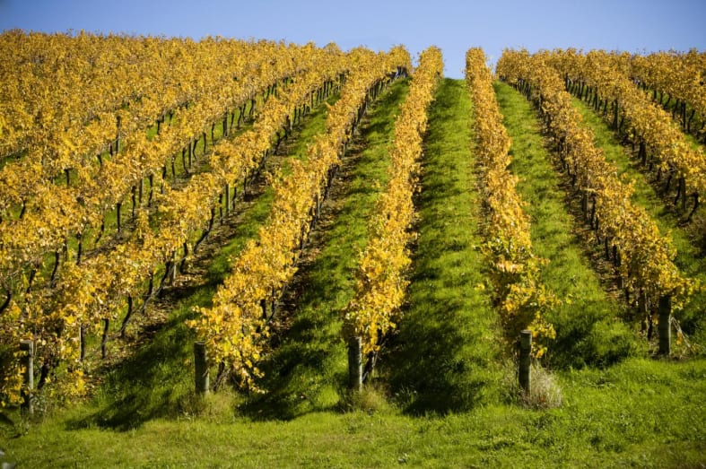 Vineyards - 