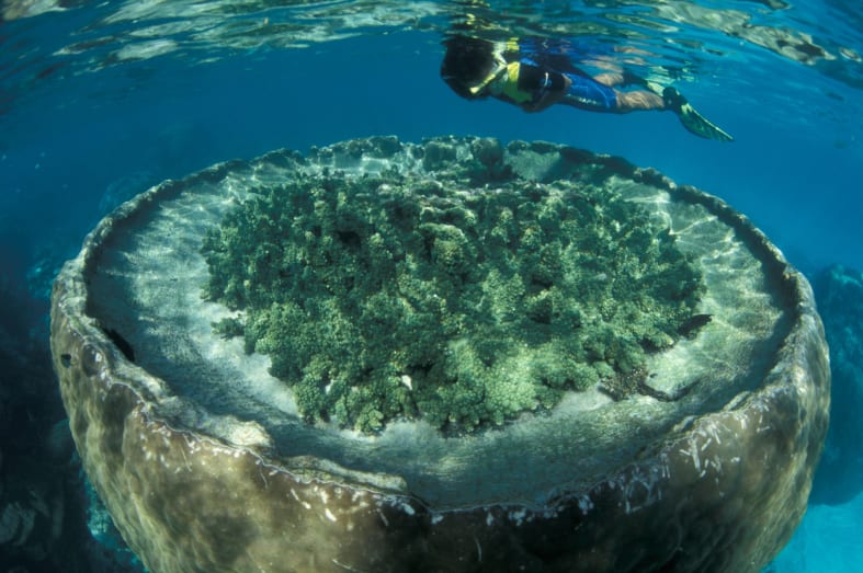 Ningaloo Reef 