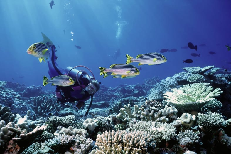 Diving - Dive into Belize