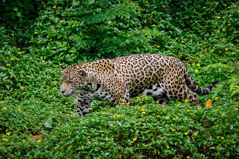 Cayo Jaguar 