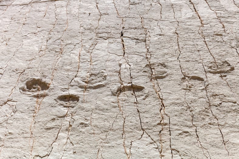 Dinosaur footprints - Bolivia in Depth 