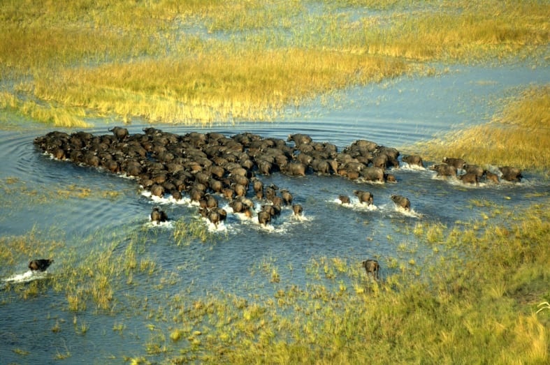 Buffalo - Wild Botswana Riding Safari