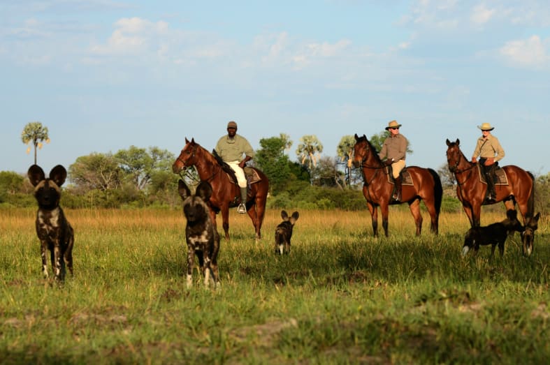 Riding with wild dog - Wild Botswana Riding Safari