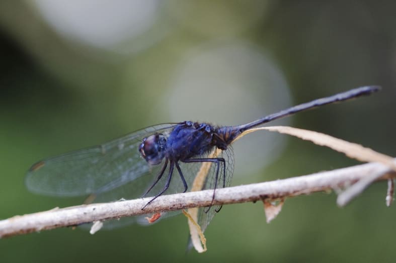 Dragonfly - Botswana Honeymoon