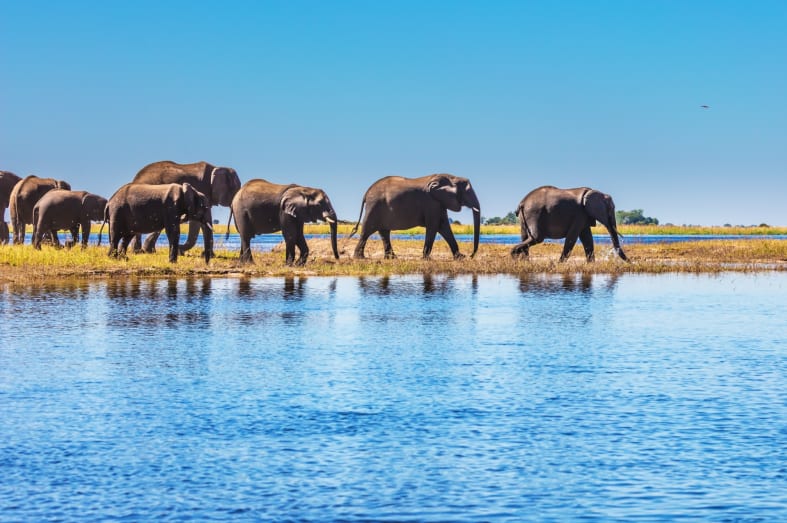 Elephants in the Delta - Essential Botswana