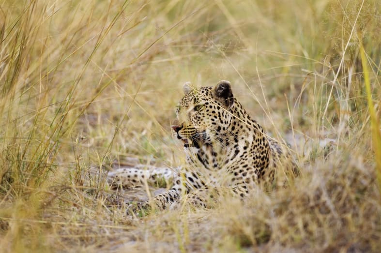Leopard in the grass - Essential Botswana