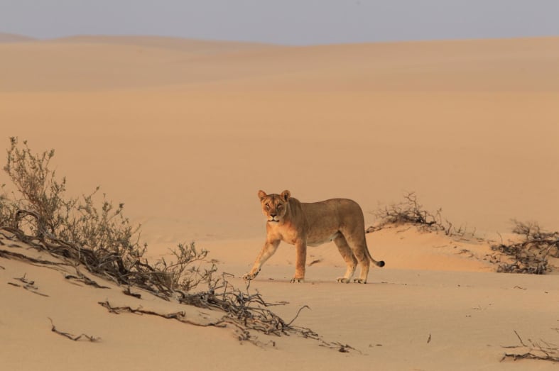 Desert-adapted lion at Hoanib Skeleton Coast Camp - Southern Africa Uncovered