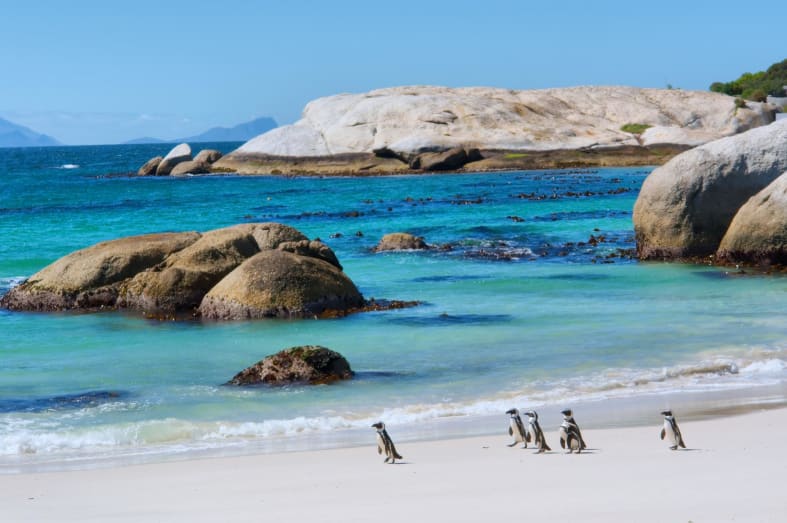 Penguins at Boulder's Beach - Southern Africa Uncovered