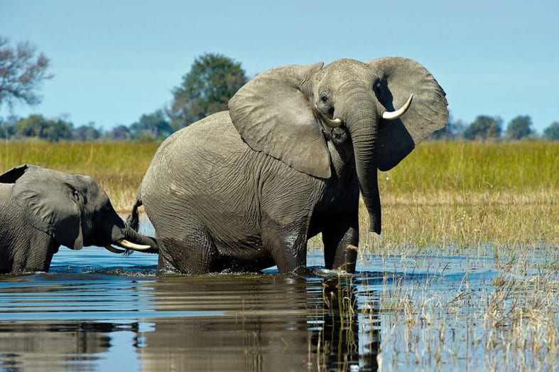 Elephants in the Delta - Southern Africa in Ultimate Luxury