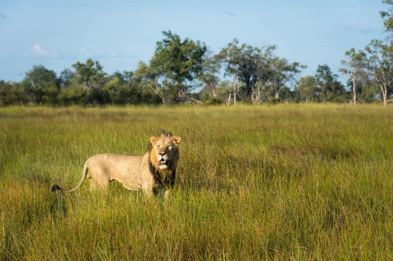 Lion in Delta - Southern Africa in Ultimate Luxury