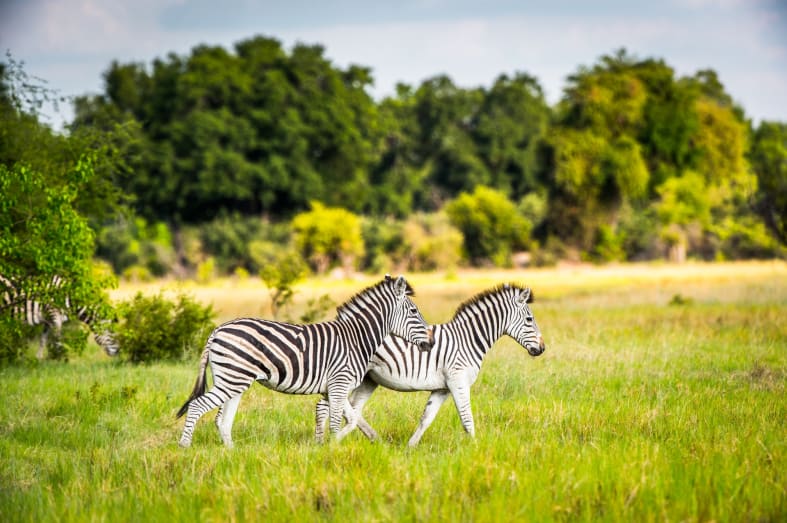 Zebras - Discover the Okavango Delta