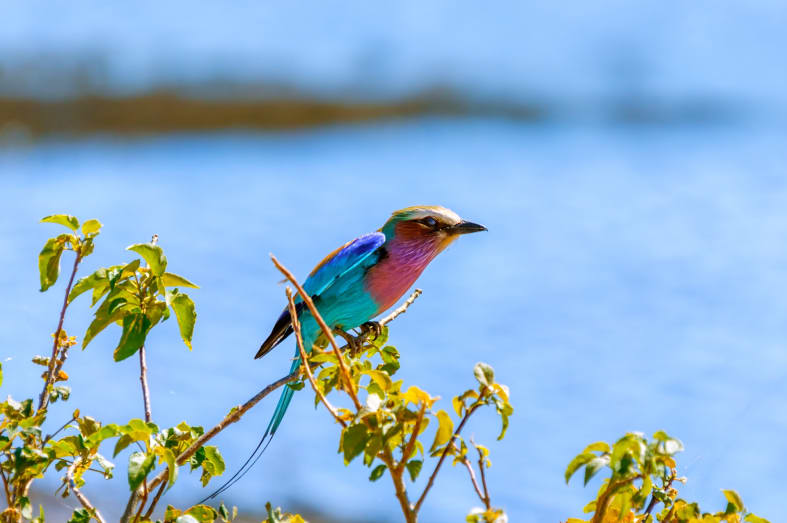 Lilac breasted roller - Discover the Okavango Delta