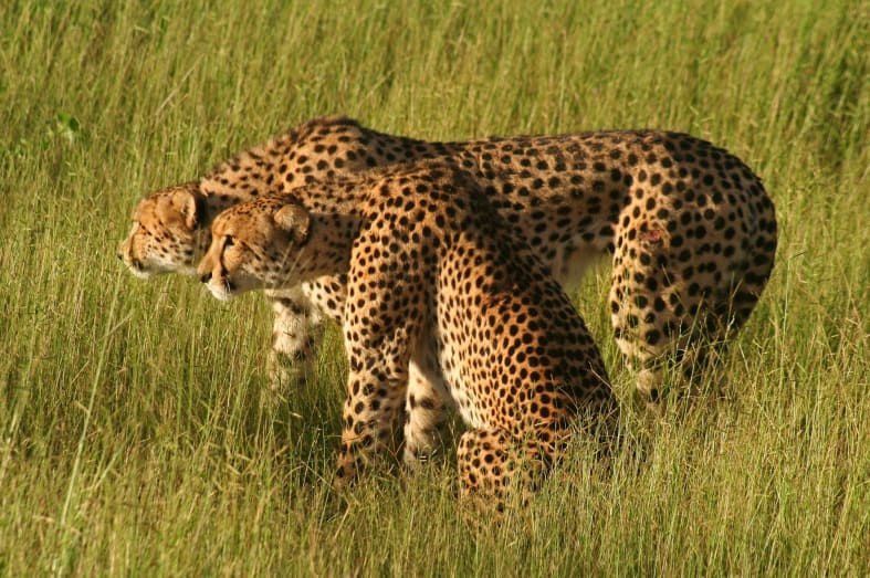 Cheetah - Discover the Okavango Delta