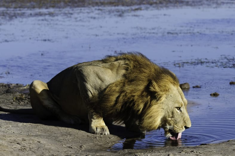 A lion drinking  