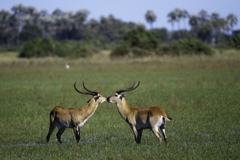 Red lechwe at Mombo Camp 