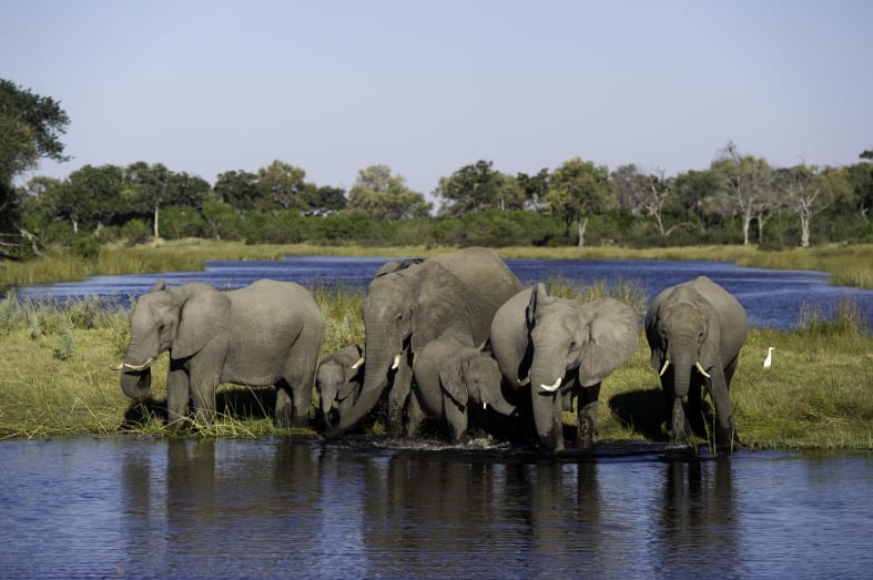 Elephants at Kings Pool 