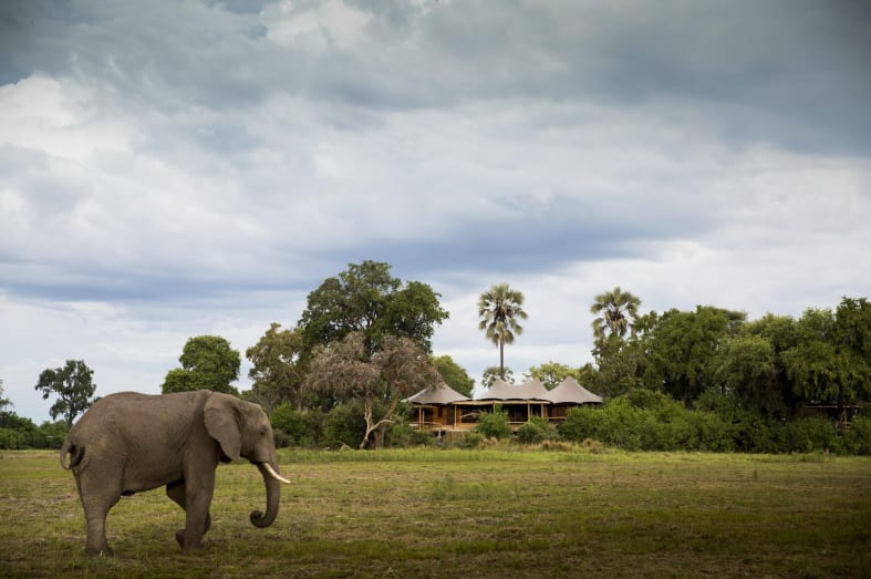 Mombo Camp with an elephant visitor  