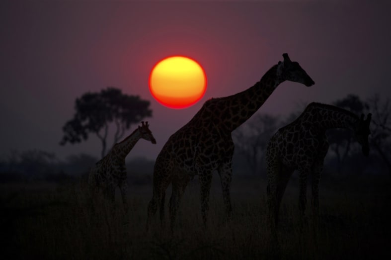 Giraffe at sunset 
