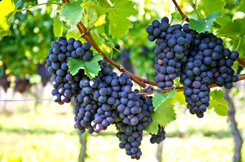 Grapes in the vineyards - 