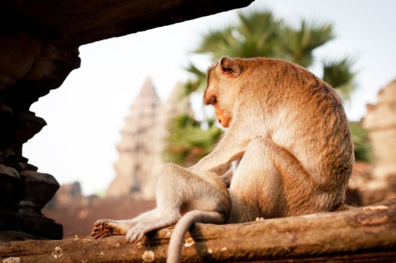 Angkor Temples - Honeymoon to Indochina