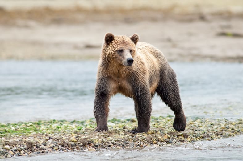 Bears - Canada