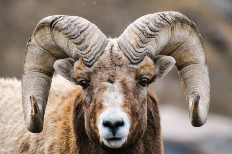 Rocky Mountain Sheep - A Week in Western Canada