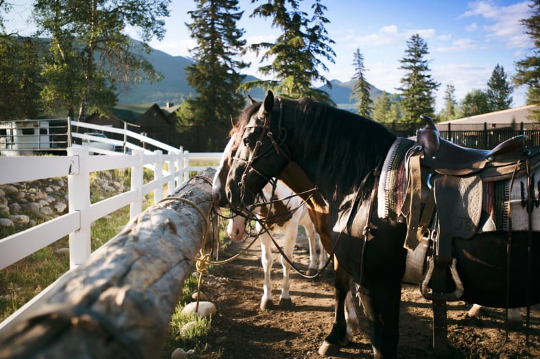 Horses in Jasper - Pacific Coast & Canada by Rocky Mountaineer
