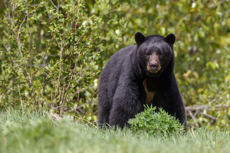 Black bear - Best of British Columbia