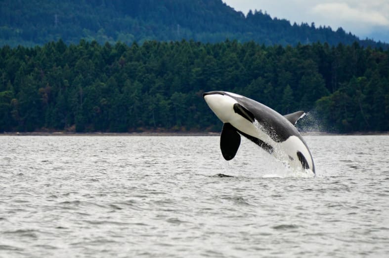 Killer whale breaching - Best of British Columbia