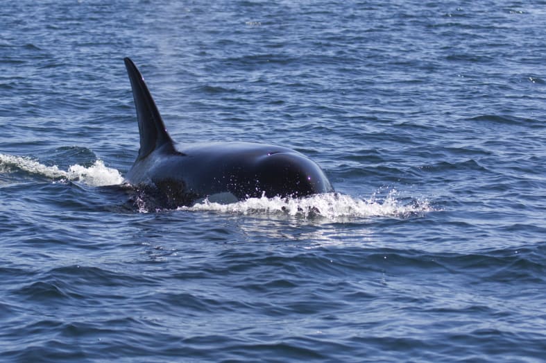 Vancouver Island Orca - Canada