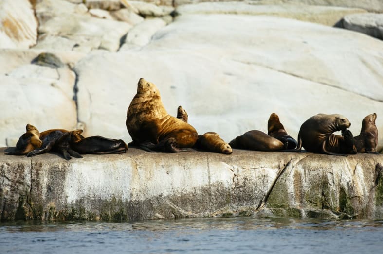 Sea lions at Nimmo - West Coast Canada In Style