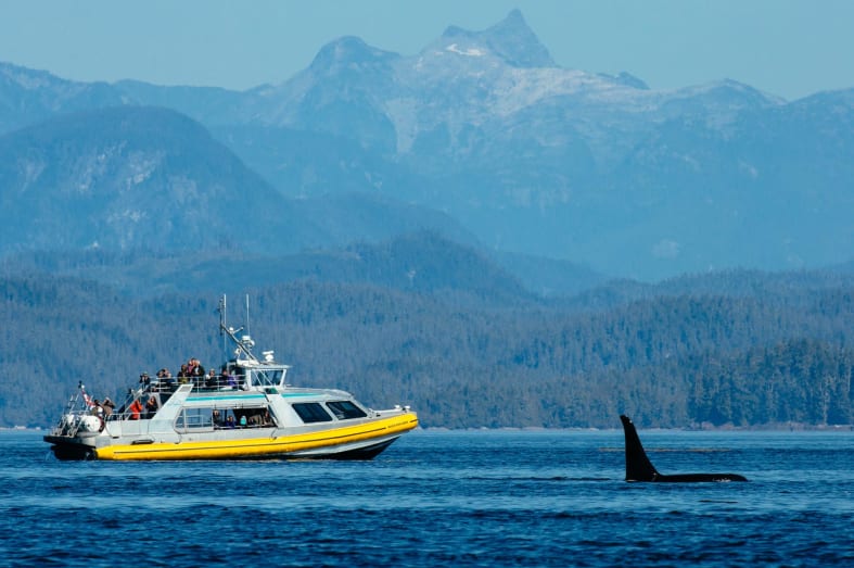 Whale watching at Nimmo - West Coast Canada In Style