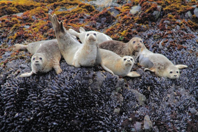 Seal pups on Clayoquot - Ultimate Western Canada & Montana