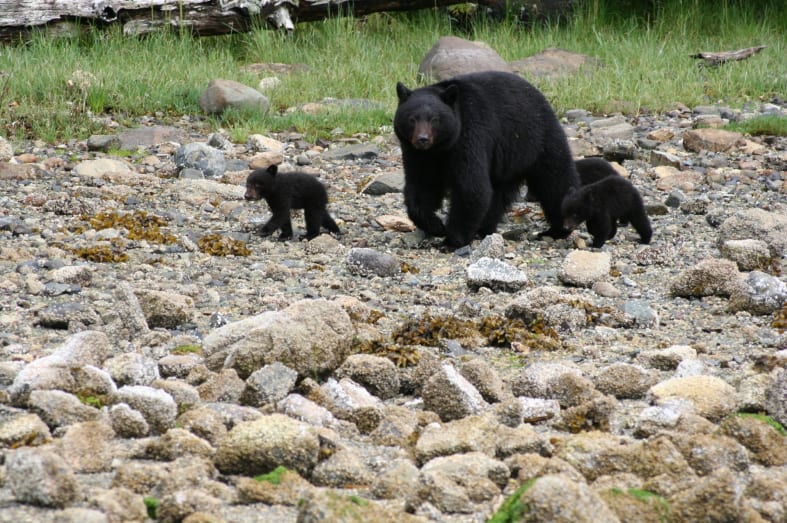 Bears at Clayoquot - Ultimate Western Canada & Montana