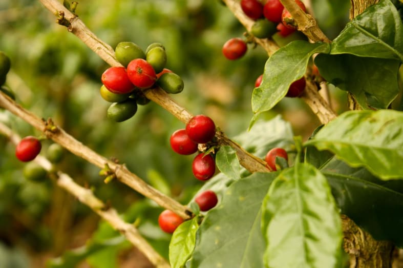 Coffee, Colombia's Finest - Highlights of Colombia