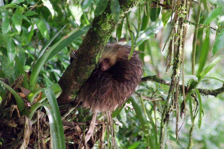 Costa Rican wildlife  