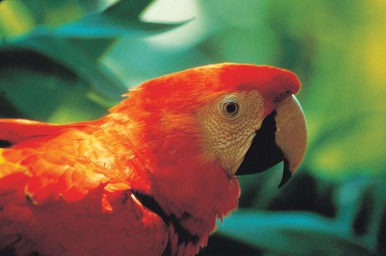 Scarlet Macaw - Wild Costa Rica