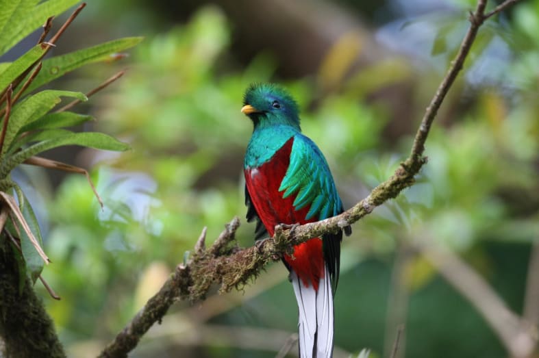 Wildlife - Wild Costa Rica