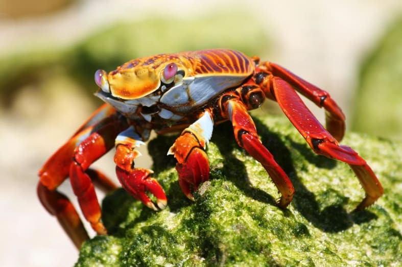 Sally Lightfoot Crab - Natural Wonders of Ecuador 