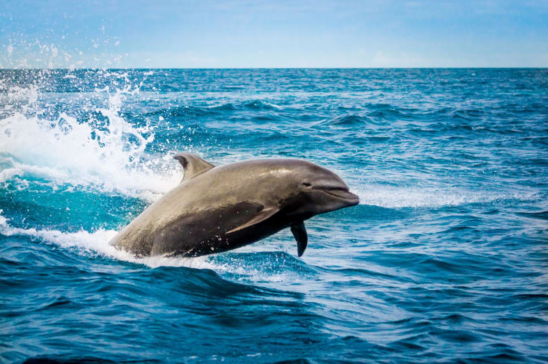 Dolphin in the Galapagos 