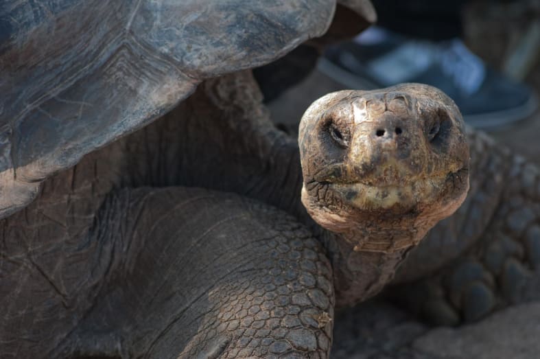 Tortoise in the Galapagos - Luxury Ecuador & Galapagos for the Family