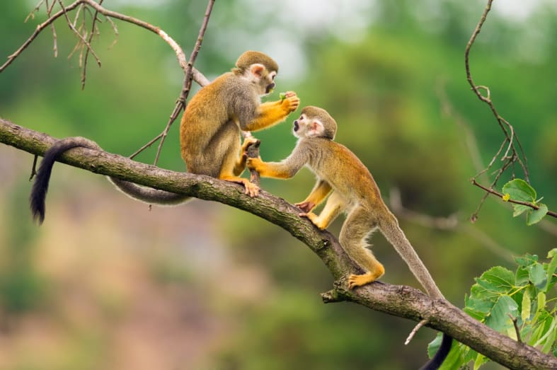Squirrel monkeys - Family Ecuador & Galapagos Islands Adventure