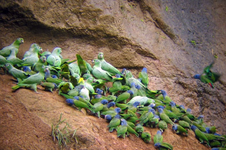 Parrot clay lick - Family Ecuador & Galapagos Islands Adventure