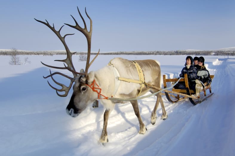Reindeer Ride - Simply Finnish Lapland